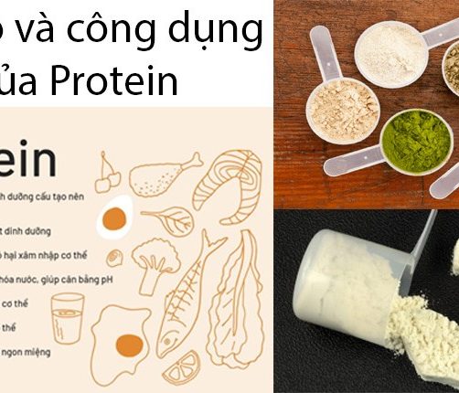 CHỨC NĂNG CỦA PROTEIN ĐỐI VỚI CON NGƯỜI CHỨC NĂNG CỦA PROTEIN ĐỐI VỚI CON NGƯỜI