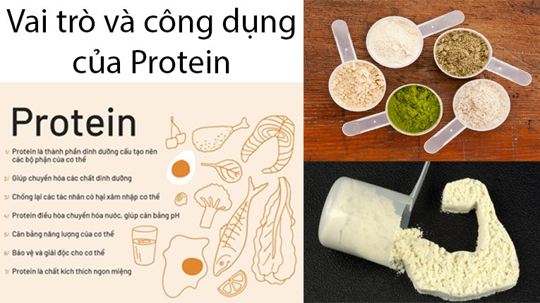 Chức Năng của Protein và Ví Dụ: Khám Phá Vai Trò Quan Trọng của Protein Trong Cơ Thể