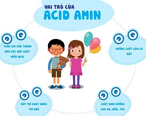 VAI TRÒ CỦA AXIT AMIN ĐỐI VỚI CƠ THỂ VAI TRÒ CỦA AXIT AMIN ĐỐI VỚI CƠ THỂ