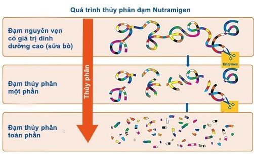 ĐẠM THỦY PHÂN LÀ ĐẠM GÌ? ÍCH LỢI CỦA ĐẠM THỦY PHÂN ĐẠM THỦY PHÂN LÀ ĐẠM GÌ? ÍCH LỢI CỦA ĐẠM THỦY PHÂN