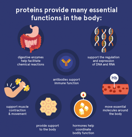 VAI TRÒ CỦA PROTEIN TỰ NHIÊN VAI TRÒ CỦA PROTEIN TỰ NHIÊN