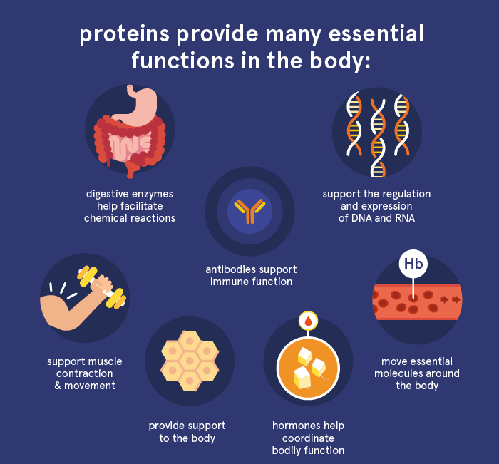 Vai trò của Protein trong tự nhiên