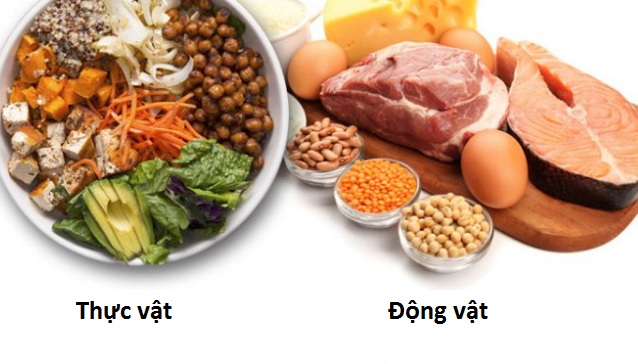 phan-biet-protein-dong-vat-va-thuc-vat